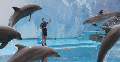 Dolphons jumping